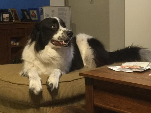Great Pyrenees Mix · 11 years