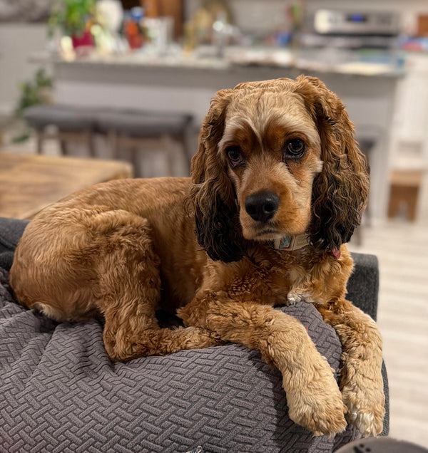 Cocker Spaniel · 2 years