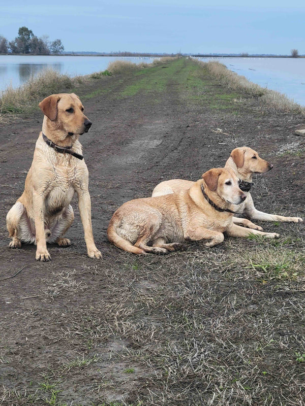 Labrador · 11 years