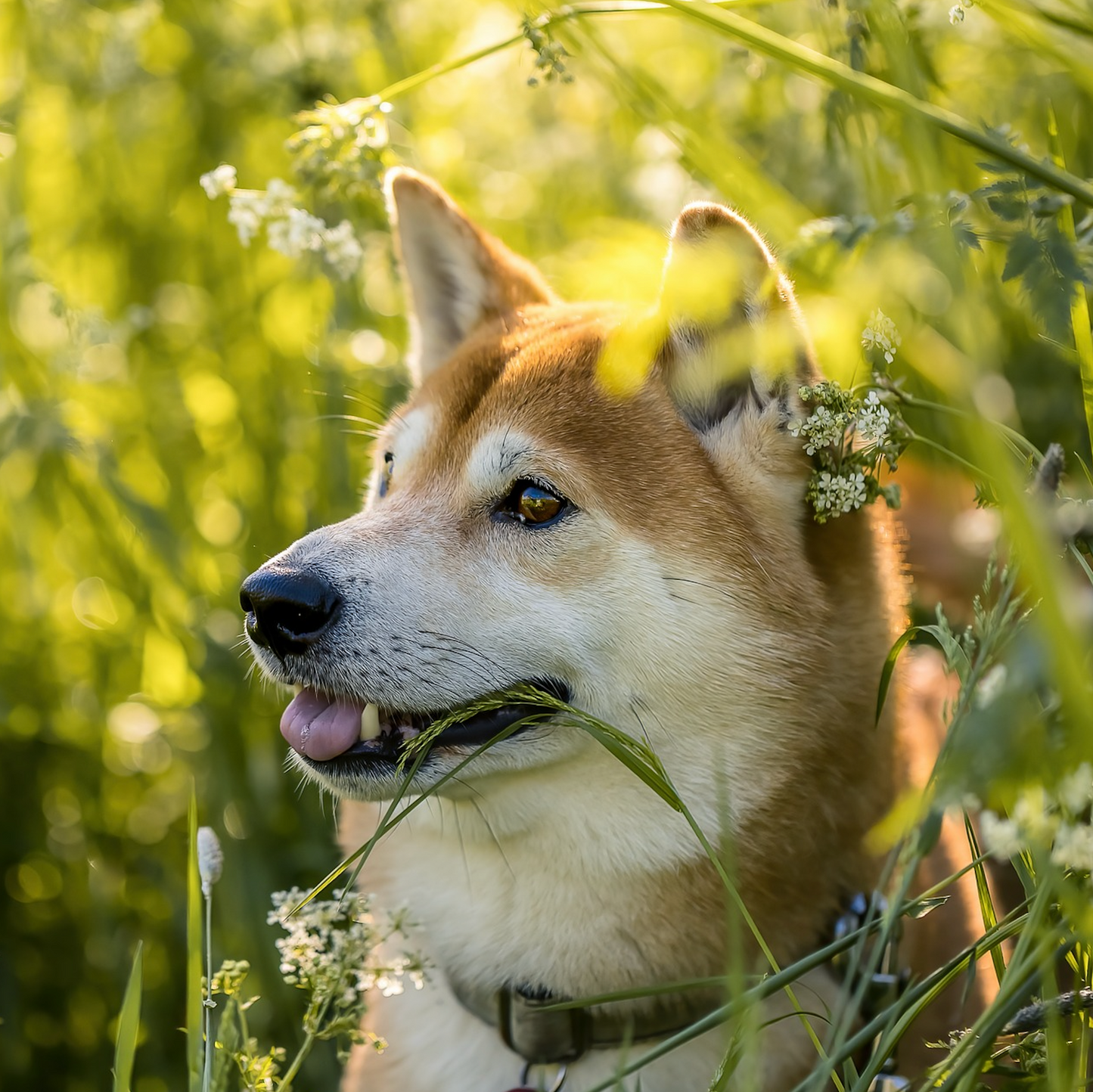 Mobility Joint & Hip Soft Chews for Dogs