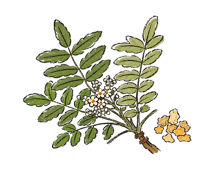 Boswellia
