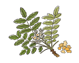 Boswellia