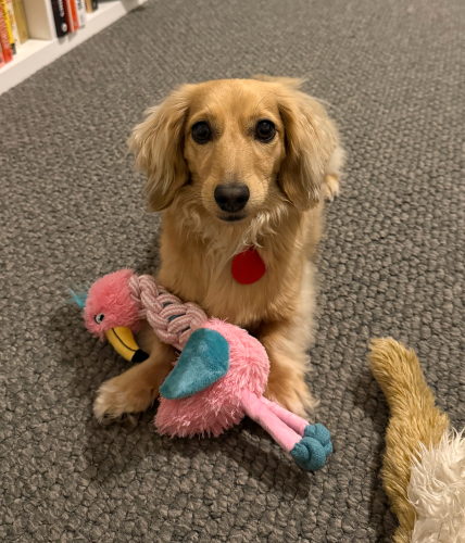 Dachshund · 4 years