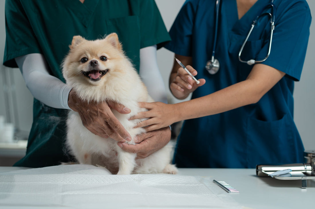 A fluffy dog in a vet clinic with two vets that are treating the dog