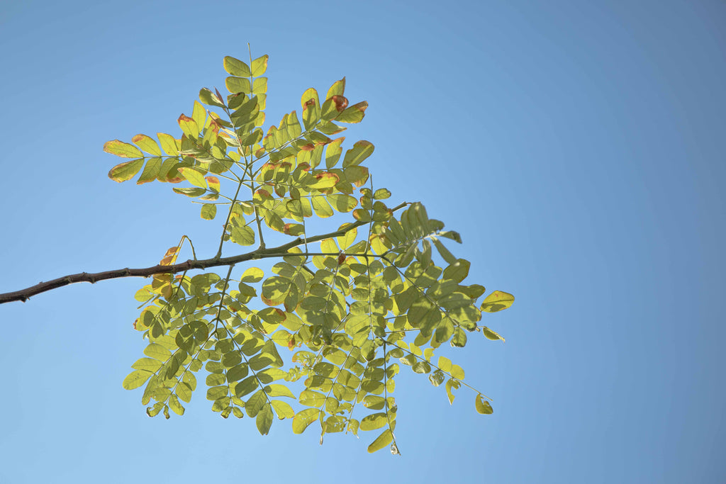 Boswellia for dogs plant, green leaves against a blue sky, representing the traceable and quality human grade ingredients that go into Dr. Ferg's joint supplements for dogs