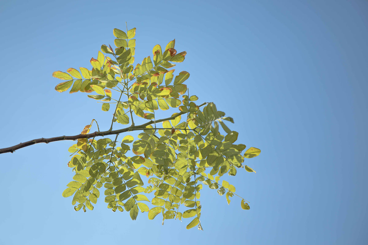 Boswellia for dogs plant, green leaves against a blue sky, representing the traceable and quality human grade ingredients that go into Dr. Ferg's joint supplements for dogs