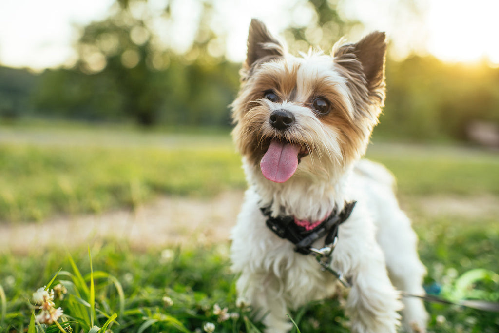 A healthy and happy content dog representing Dr. Ferg's mission to help American dogs