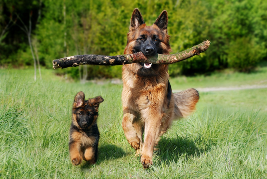 Two happy german shepherds running through a field - Chondroitin for Dogs: Benefits, Uses, Safety, and What the Research Says