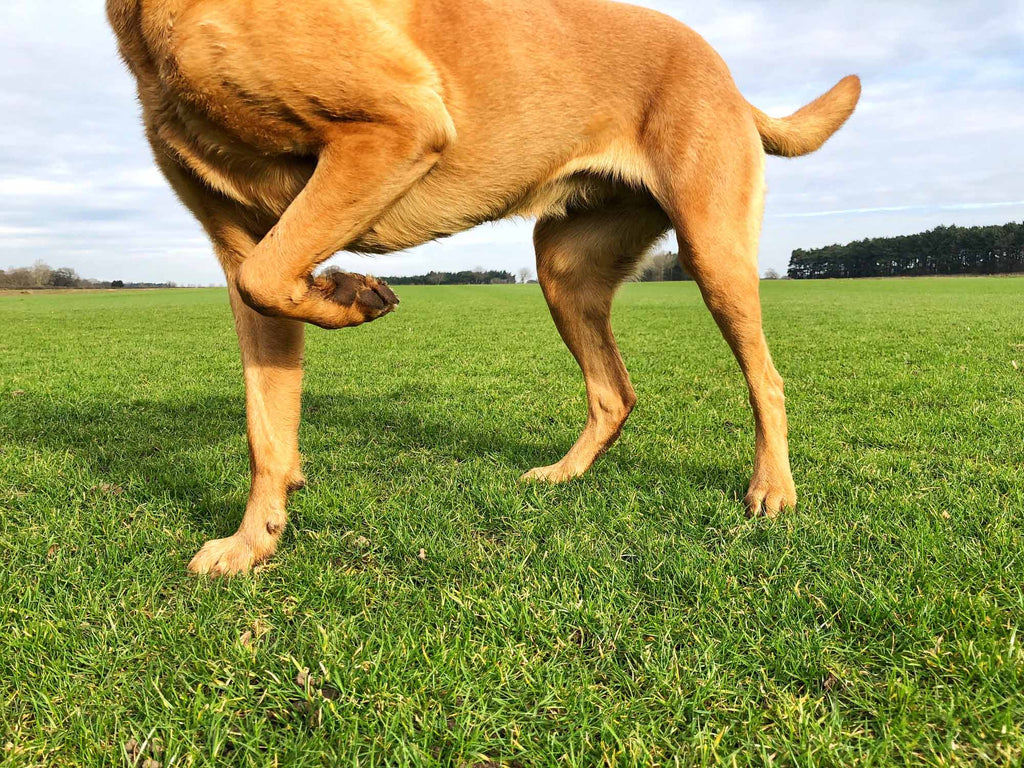 A dog lifting its paw off the ground, representing the dogs that are supported by Dr. Ferg's tested joint and hip supplements for dogs
