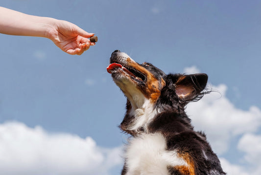A dog being fed a glucosamine soft chew for dogs. The dog is black, white, and tan, against a blue sky background
