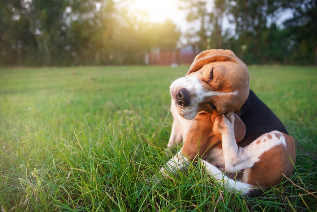An itchy beagle dog sitting on a grassy lawn scratching their ears, representing trusted solutions and information to help itchy dogs