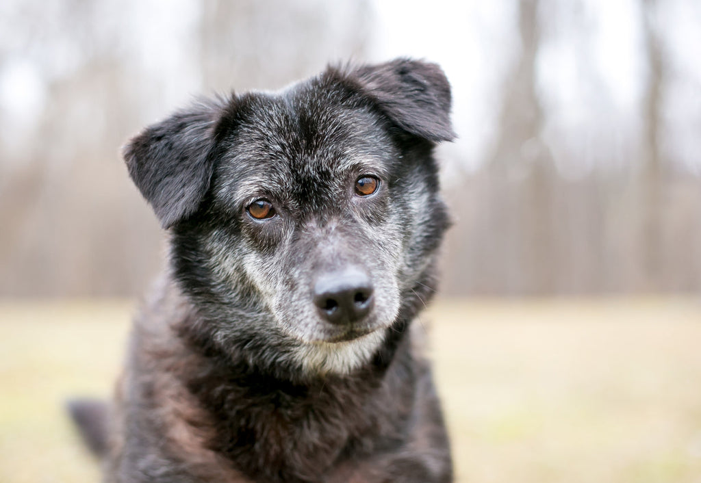 A senior dog, black, with grey speckled fur, and brown eyes, staring longingly at the camera, in a park