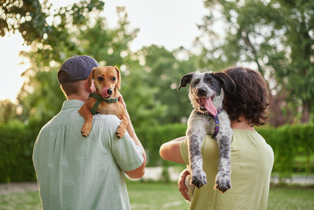 Two happy dogs with thier owners in a park. Both dogs appear content and healthy, representing Dr. Ferg's mission to help dogs in the USA