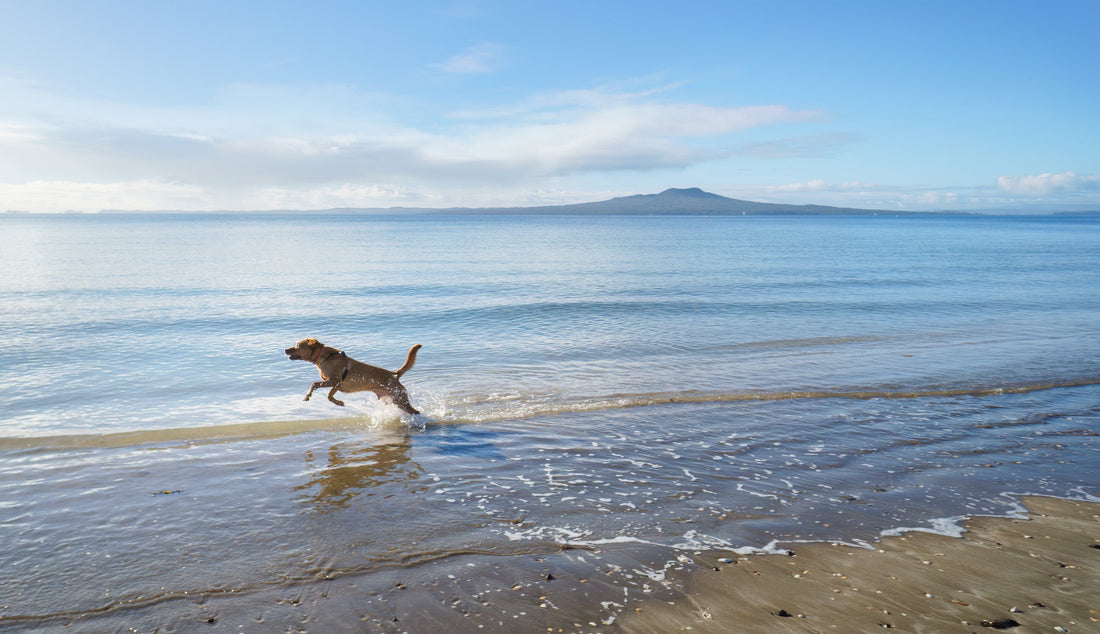 A dog running through the shallows of a white sandy beach in Florida 