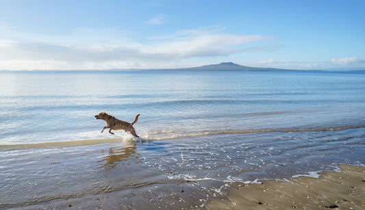 A dog running through the shallows of a white sandy beach in Florida 