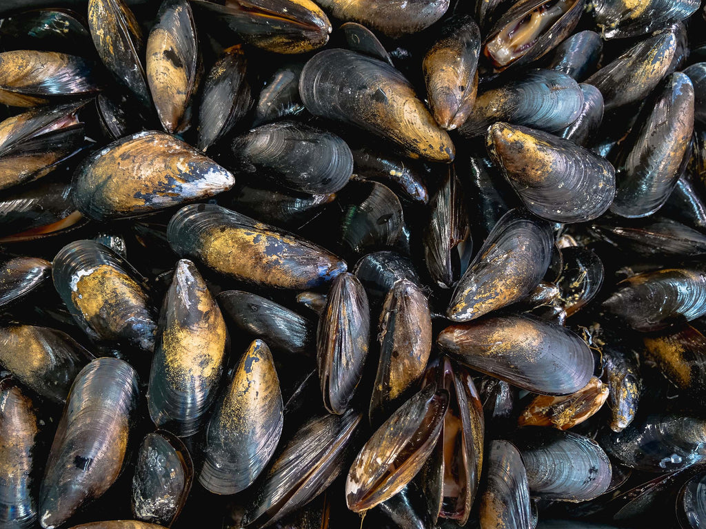 Green lipped mussels used in Dr. Ferg's green lipped mussel joint supplement for dogs