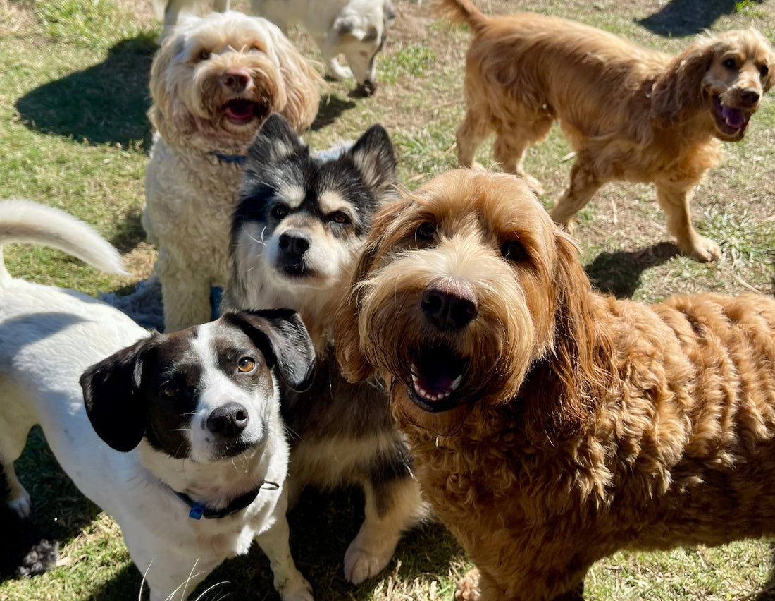 When Should You Start Joint Supplements for Your Dog?