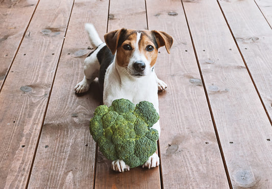 A dog with a broccoli representing that it is a good natural source of MSM which is an ingredient used in joint supplements for dogs