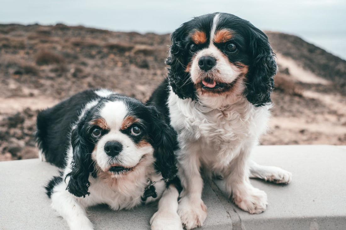 Best Dog Supplements for Senior Dogs: What Actually Helps Joint Pain in Dogs