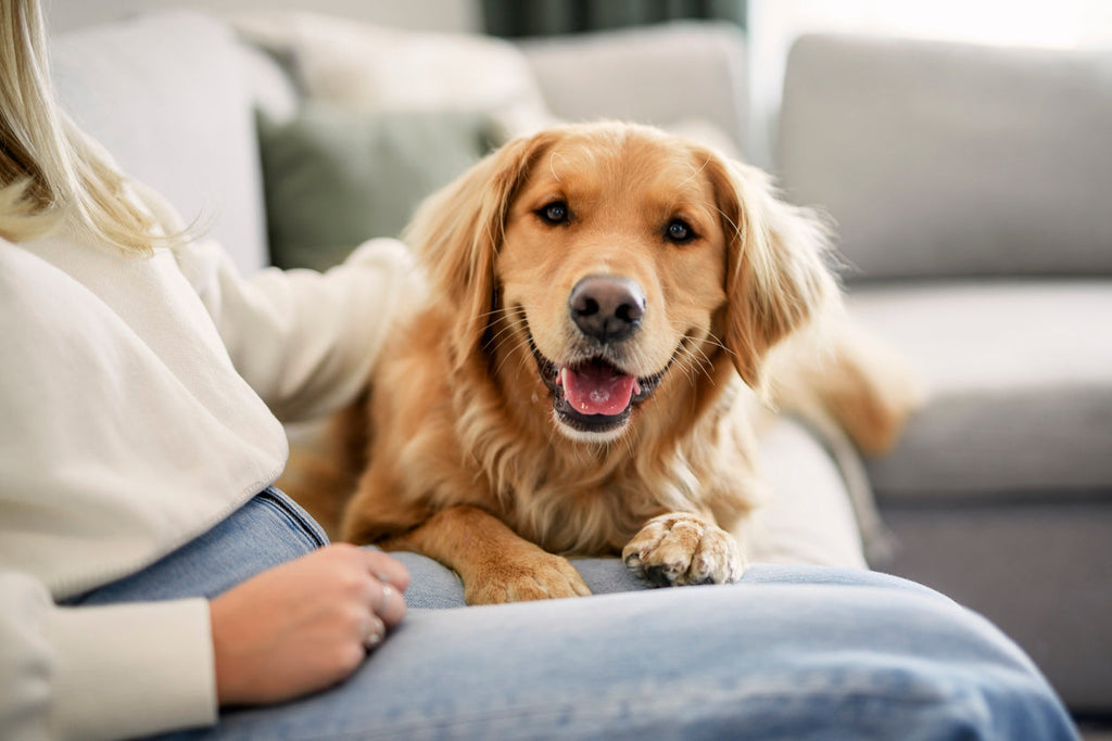 A happy golden retriever sitting on the couch representing healthy and content dogs that are part of Dr. Ferg's mission