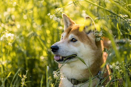 A happy dog in a green meadow - What the Research Says About Chondroitin for Dogs
