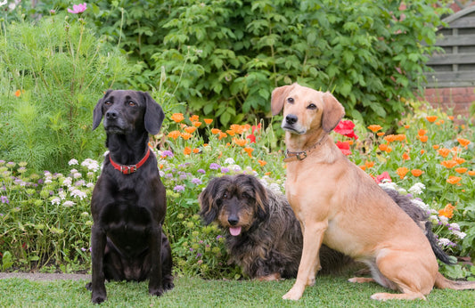 Three good dogs in a garden - What the Research Says About Collagen Peptides for Dogs