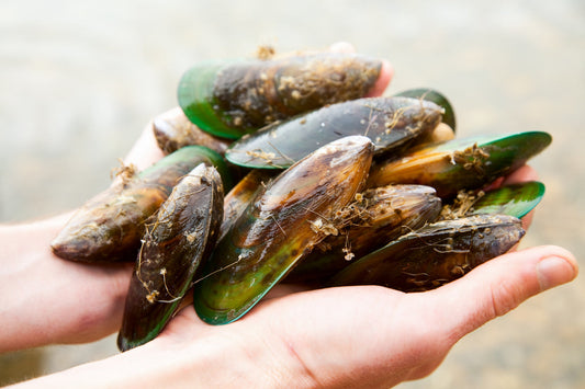 A person holding a handful of New Zealand Green Lipped Mussels. These provide the active ingredients for Dr. Ferg's mobility joint and hip supplement for Dogs made in the USA