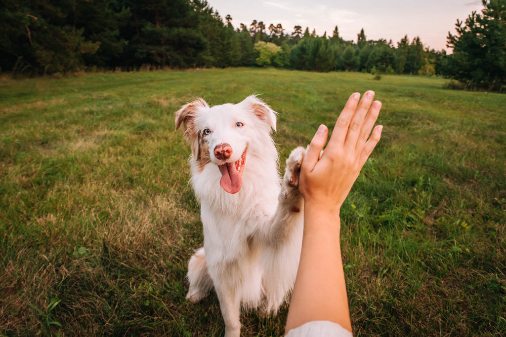 A collied dog happy in a field doing, representing why Every Ingredient Dr. Ferg's Uses Is Third-Party Lab Tested