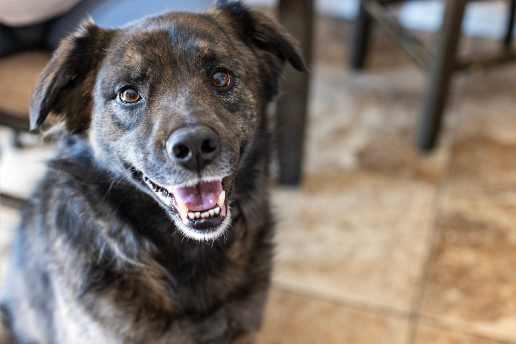 A brown senior dog looking into the camera, representing Dr. Ferg's scientifically formulated joint and hip chews for dogs to support mobility