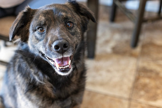 A brown and grey senior dog looking into the camera. Get joint and hip chews for dogs online at Dr. Ferg's 