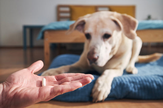 Yellow Labrador Retriever watching a collagen supplement capsule in its owner's hand, illustrating oral collagen supplementation for dogs discussed in this evidence-based article.