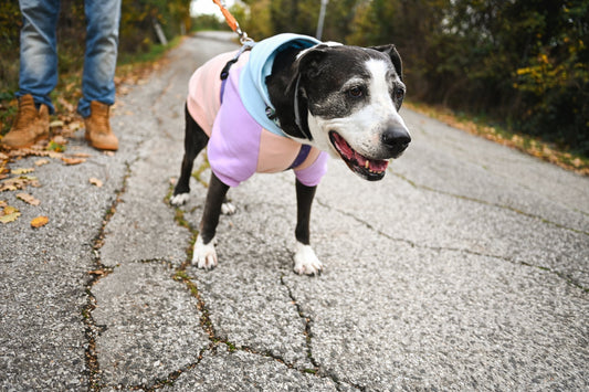 Dog with arthritis walking on the road the dog get's supplements from Dr. Ferg's best supplements online for dogs