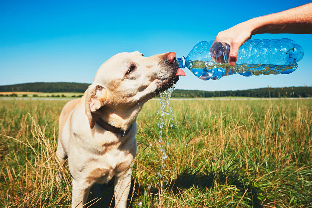 Yellow Labrador Retriever drinking water from a bottle outdoors on a hot summer day, illustrating the importance of keeping dogs hydrated in warm weather.