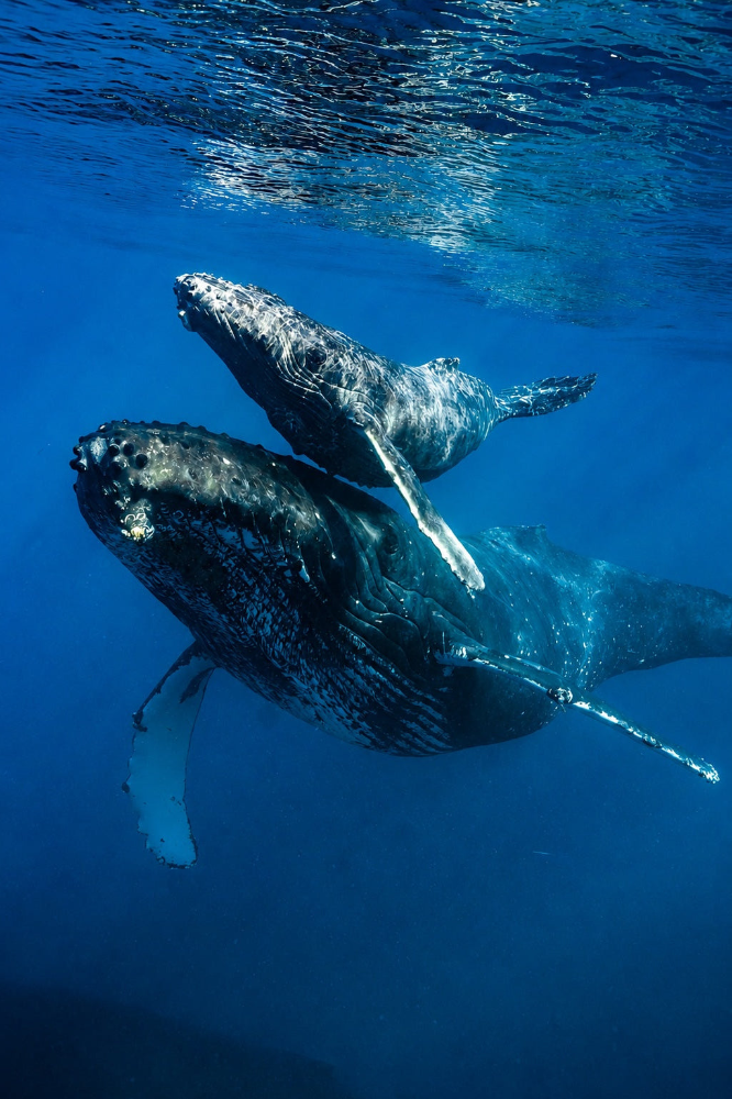 A mother humpback whale and her calf swimming underwater in deep blue ocean water, with sunlight filtering through the surface above.