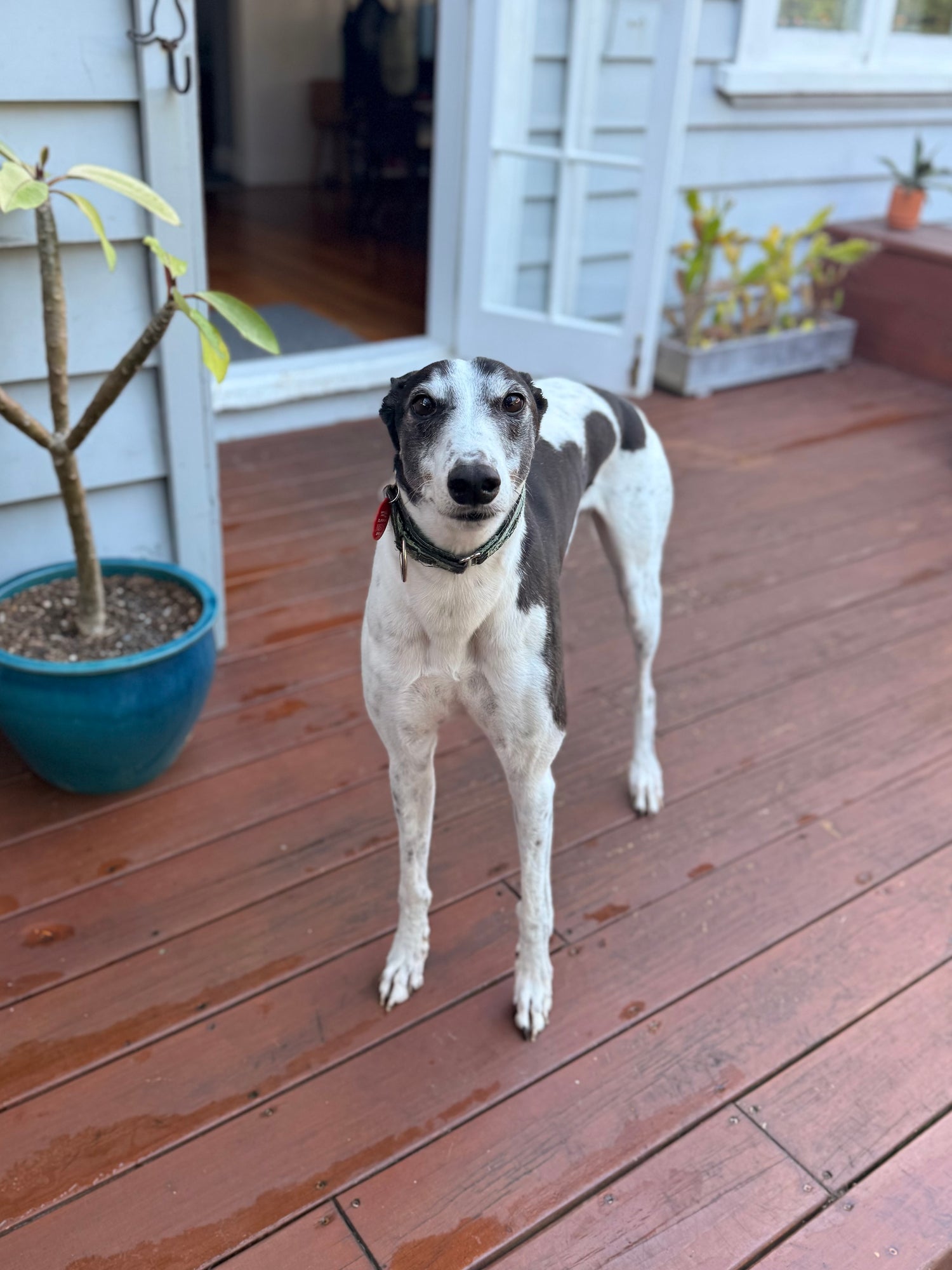 Ace the dog standing on a wooden deck with potted plants in the background. Best supplements for dogs at Dr. Ferg's.