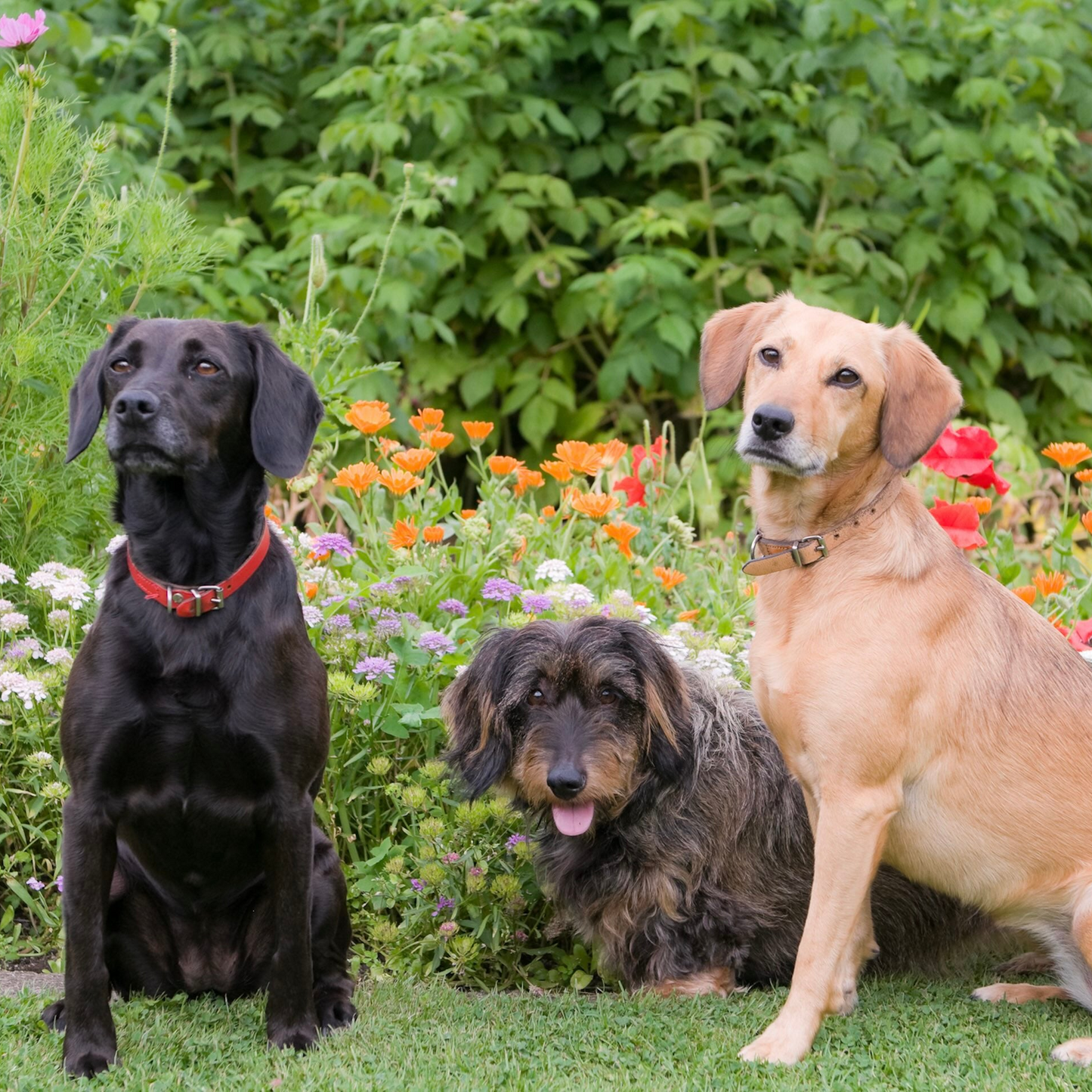 Mobility Joint & Hip Soft Chews for Dogs