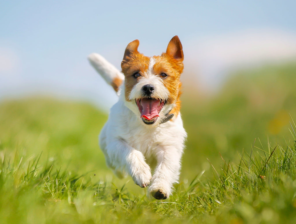 Dog running on a grassy field with a clear blue sky