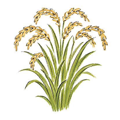 Rice Flour
