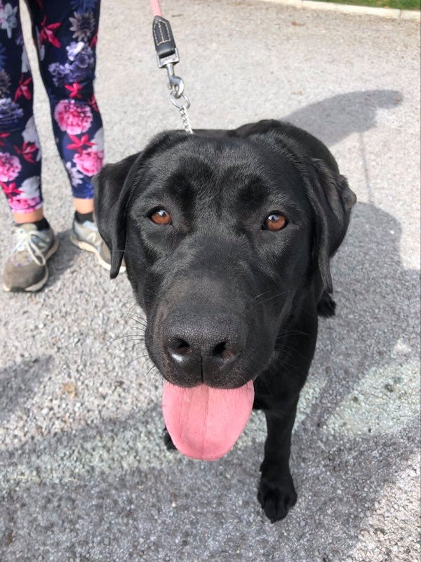 Labrador · 7 years