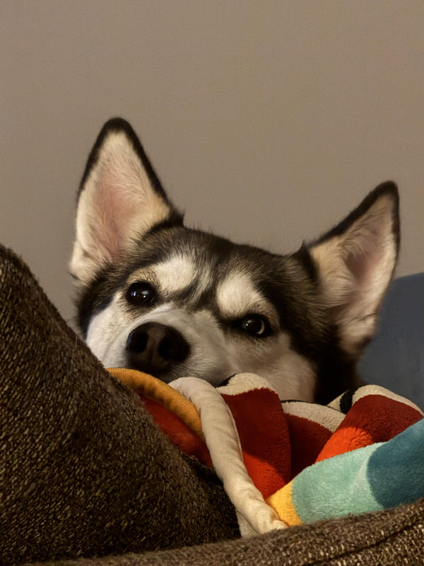 Husky · 5 years