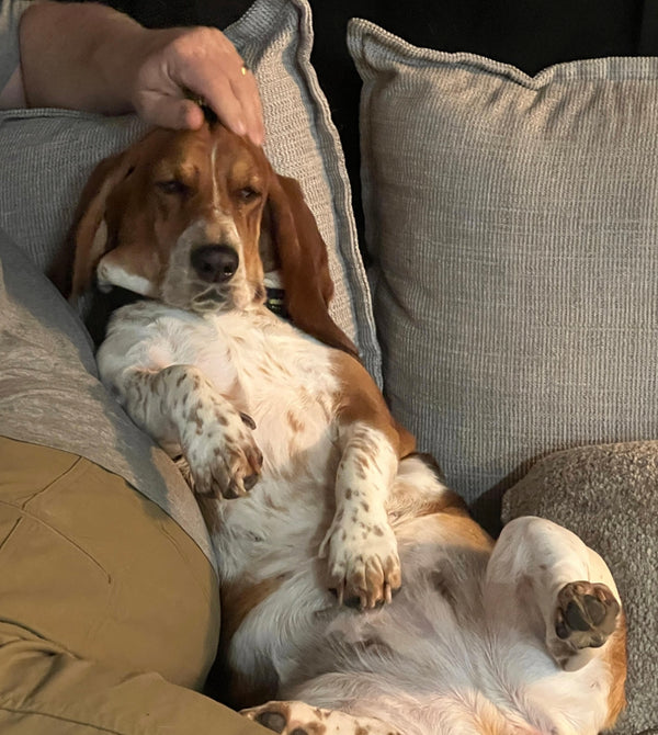Basset Hound · 4 years